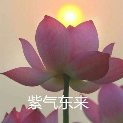 择天仙诀手游下载